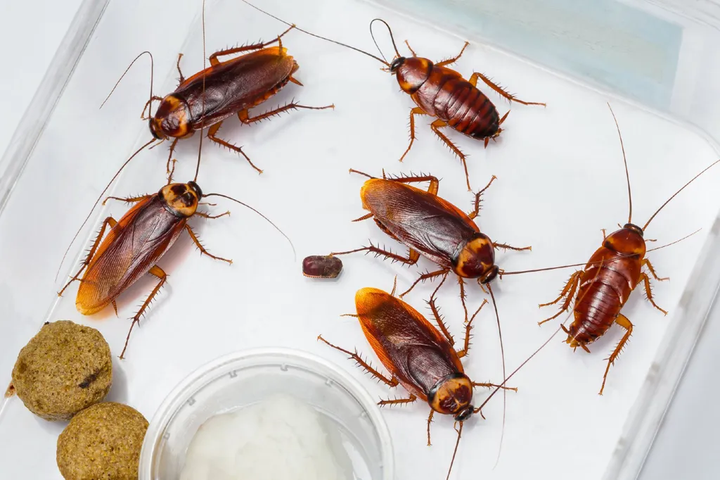 Cockroach Treatment